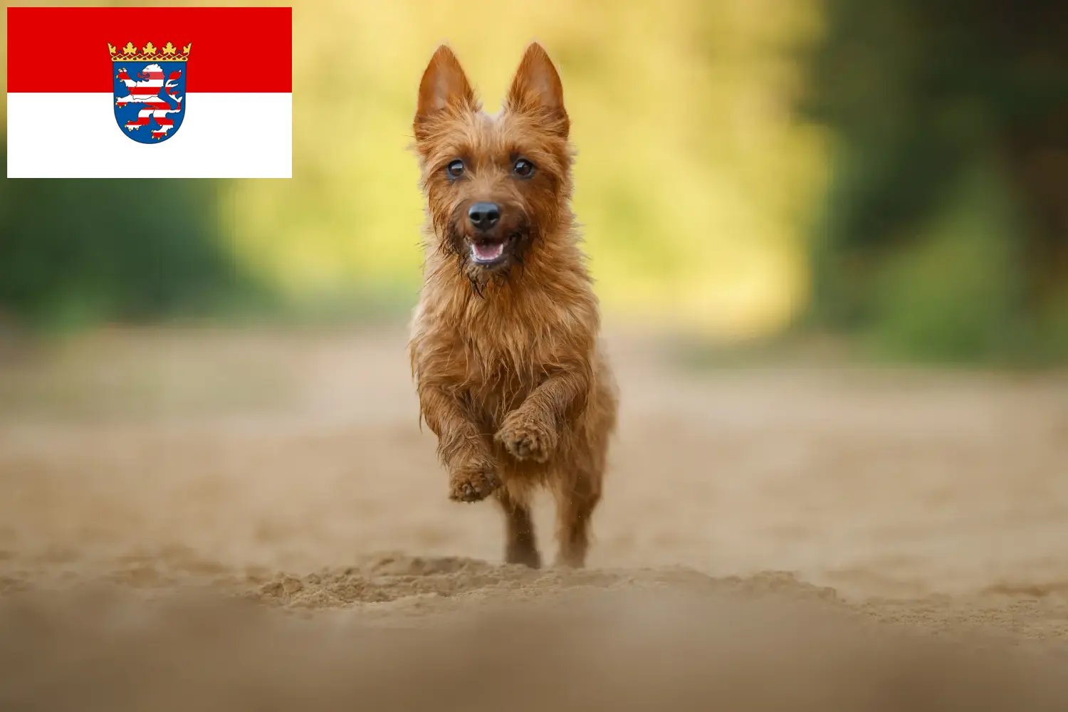 Read more about the article Ausztrál terrier tenyésztők és kiskutyák Hessen területén