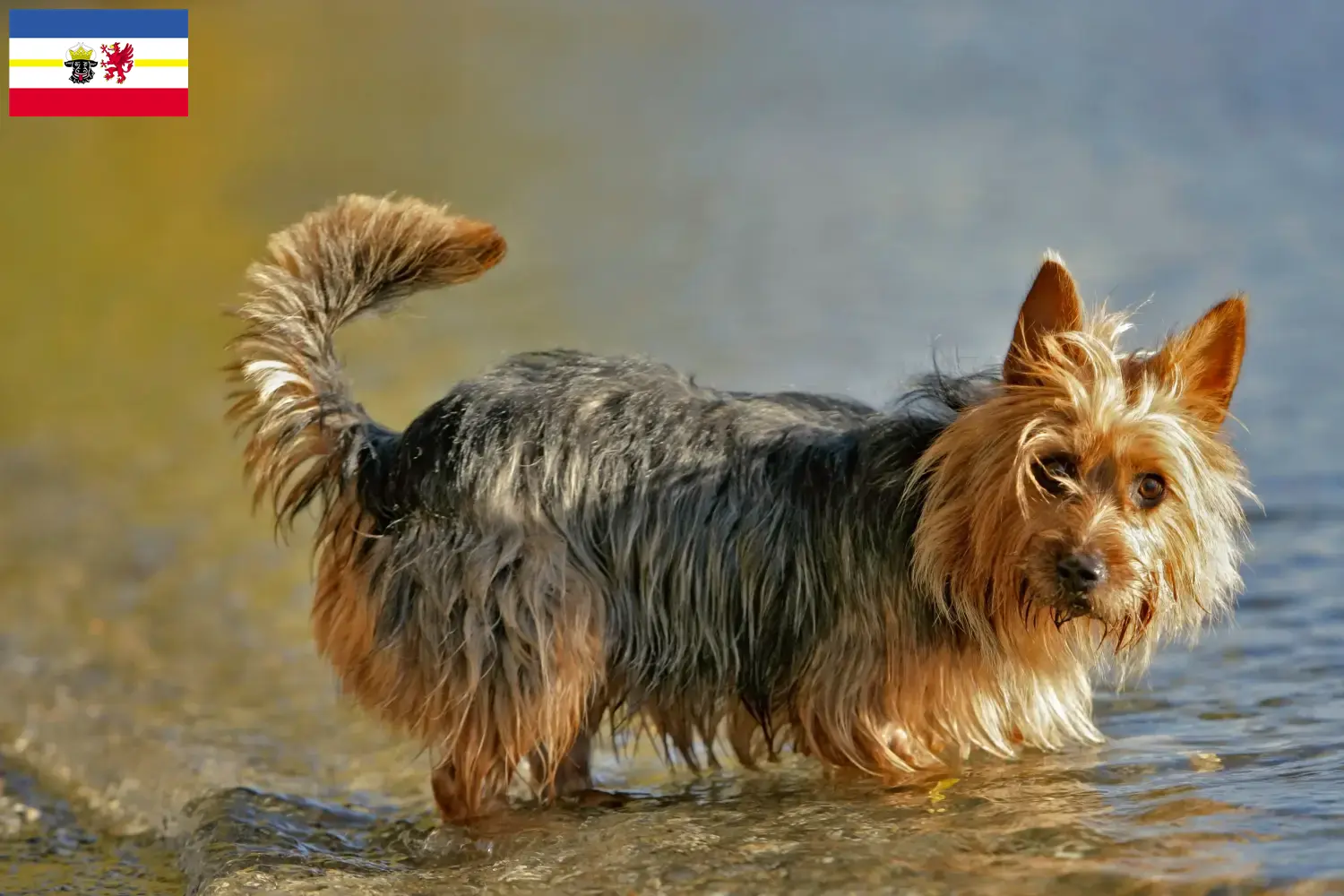 Read more about the article Ausztrál terrier tenyésztők és kölykök Mecklenburg-Elő-Pomeránia tartományban