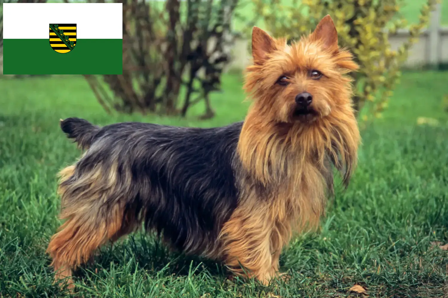 Read more about the article Ausztrál terrier tenyésztők és kölykök Szászországban