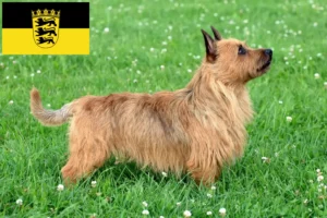 Read more about the article Ausztrál terrier tenyésztők és kölykök Baden-Württemberg területén