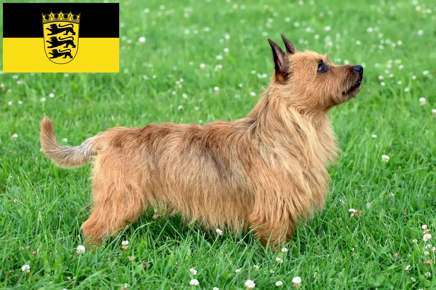 Read more about the article Ausztrál terrier tenyésztők és kölykök Baden-Württemberg területén