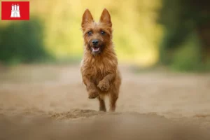 Read more about the article Ausztrál terrier tenyésztők és kölykök Hamburgban
