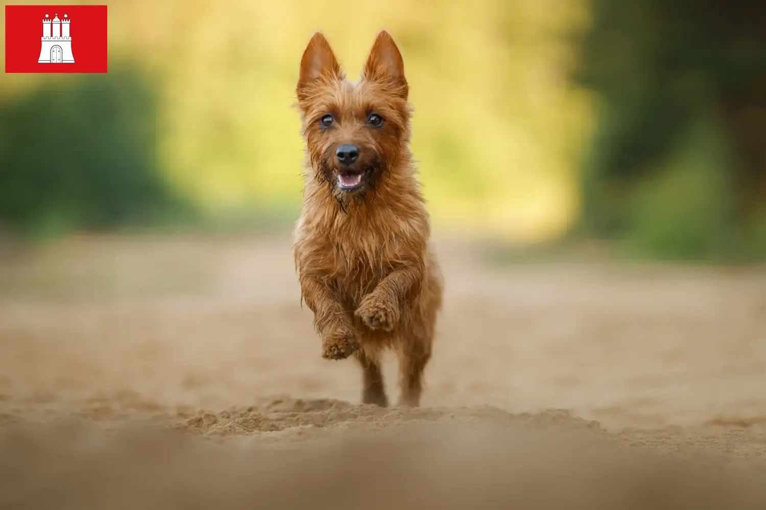 Read more about the article Ausztrál terrier tenyésztők és kölykök Hamburgban