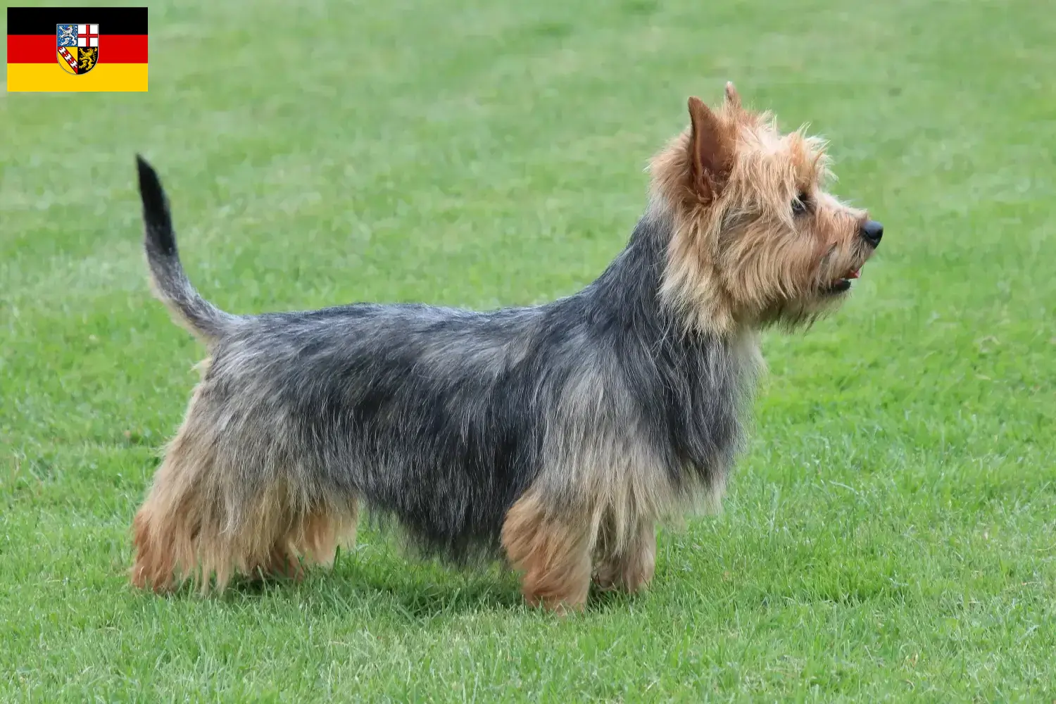 Read more about the article Ausztrál terrier tenyésztők és kiskutyák Saarland területén