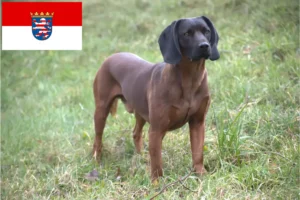 Read more about the article Bajor hegyikutya tenyésztők és kölykök Hessenben