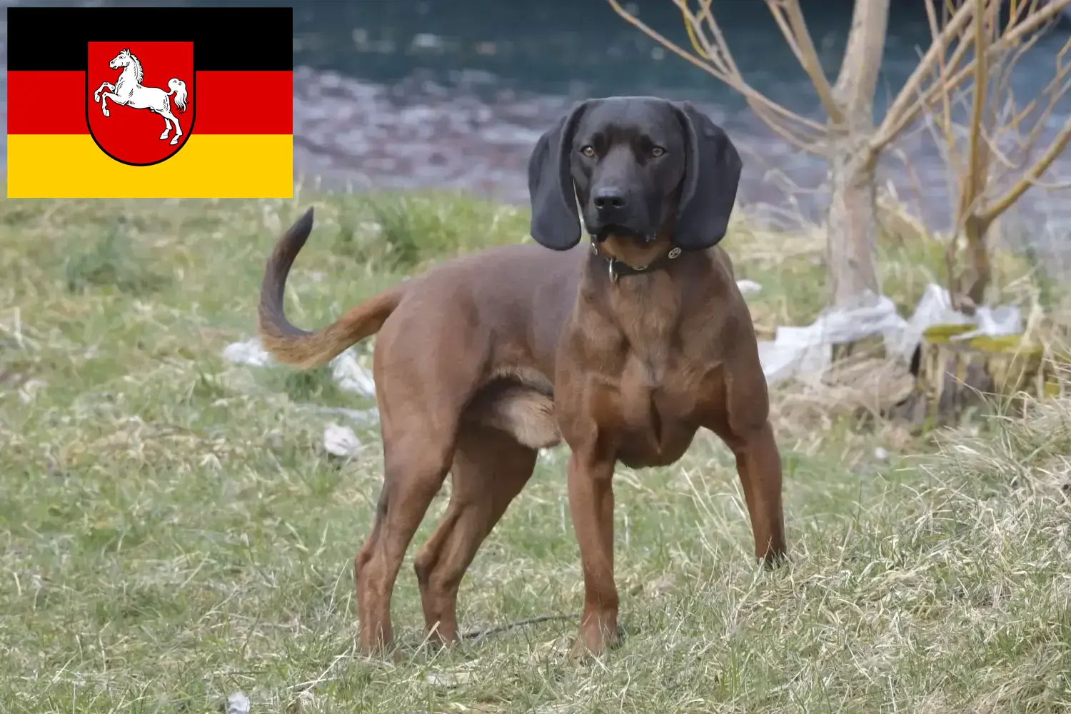Bajor hegyikutya kiskutyák és tenyésztők Alsó-Szászország Itt találhat bajor hegyikutya tenyésztőket Alsó-Szászországban.
