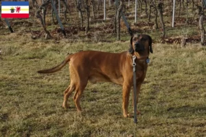 Read more about the article Bajor hegyikutya tenyésztők és kölykök Mecklenburg-Elő-Pomeránia tartományban