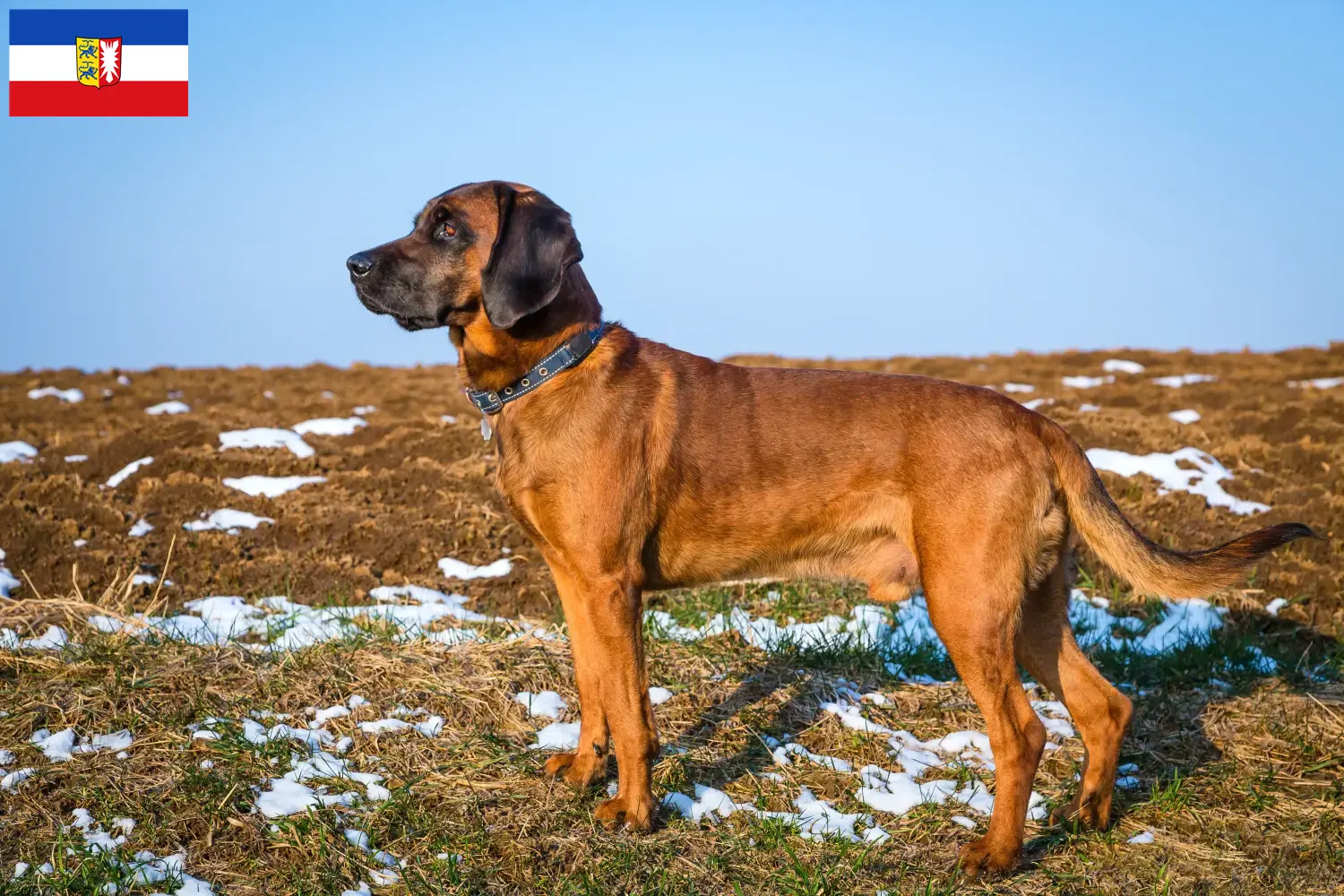 Read more about the article Bajor hegyikutya tenyésztők és kölykök Schleswig-Holstein tartományban