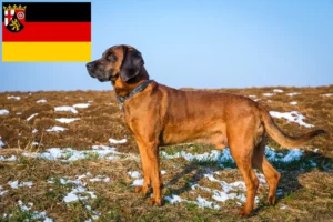 Read more about the article Bajor hegyikutya tenyésztők és kiskutyák Rajna-vidék-Pfalzban