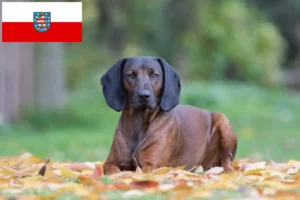 Read more about the article Bajor hegyikutya tenyésztők és kölykök Türingiában