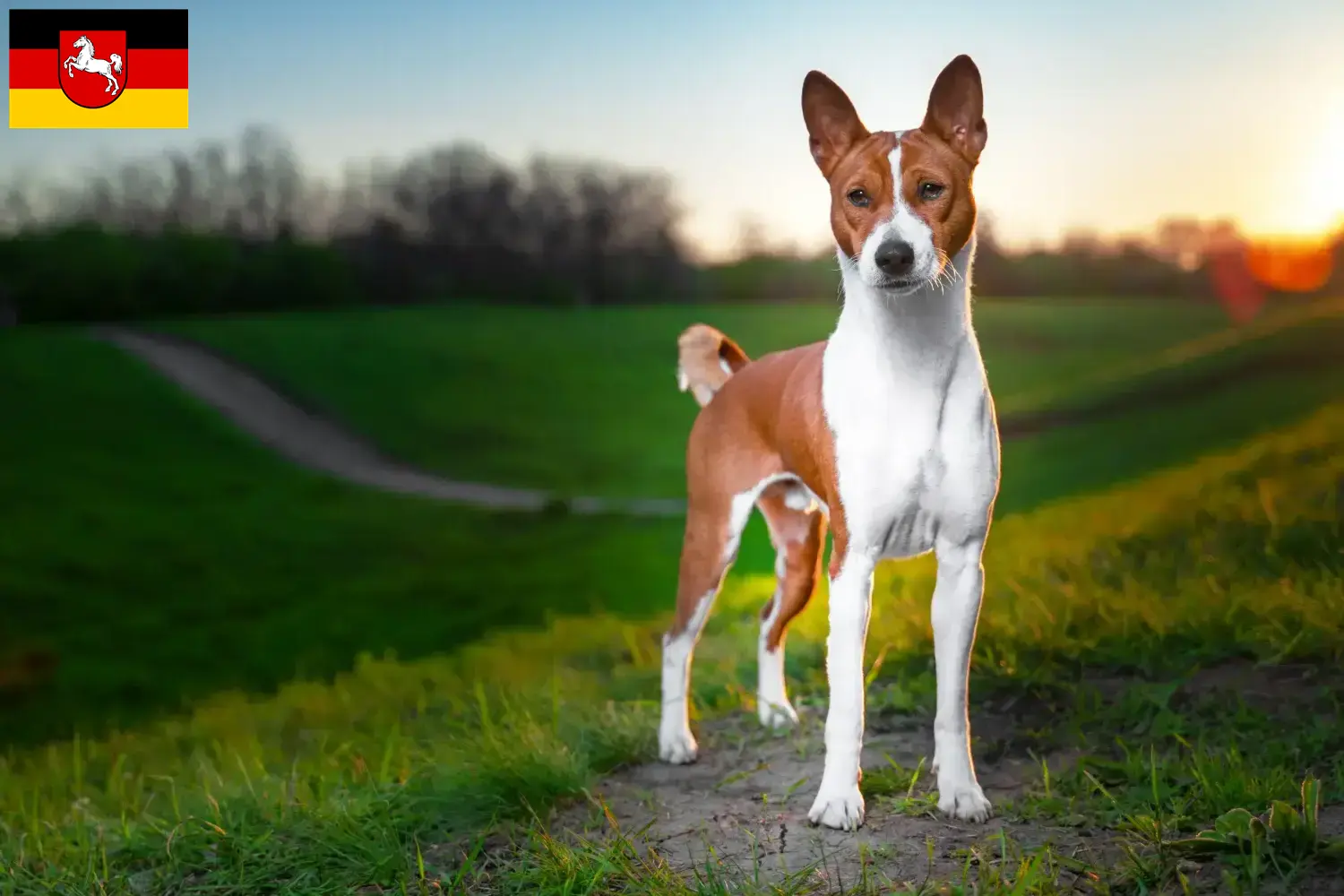 Basenji kiskutyák és tenyésztő Alsó-Szászország Itt találhat Basenji tenyésztőket Alsó-Szászországban.