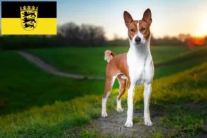 Read more about the article Basenji tenyésztők és kölykök Baden-Württembergben