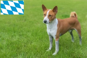 Read more about the article Basenji tenyésztők és kölykök Bajorországban