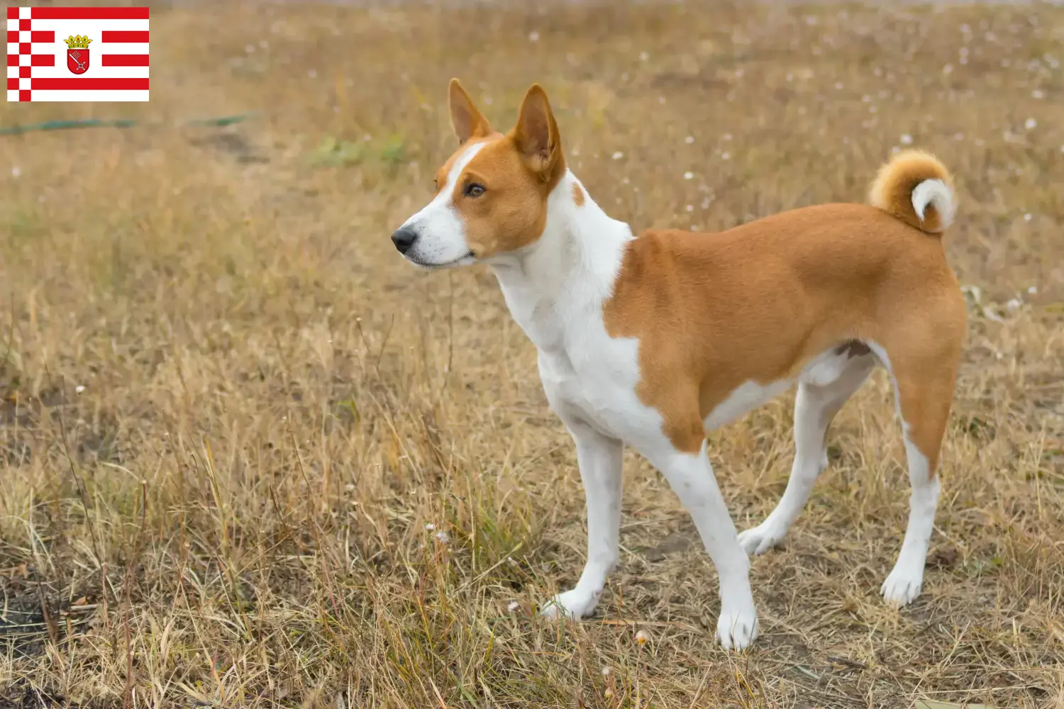 Read more about the article Basenji tenyésztők és kiskutyák Bréma-ban