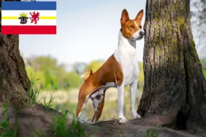 Read more about the article Basenji tenyésztők és kiskutyák Mecklenburg-Elő-Pomeránia tartományban