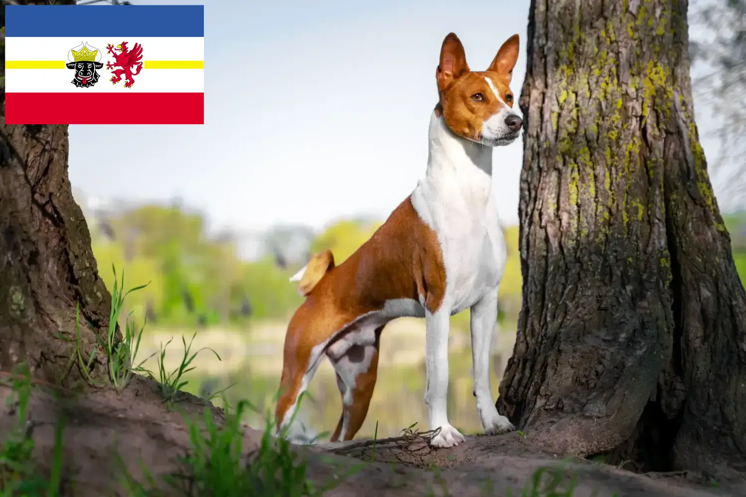 Read more about the article Basenji tenyésztők és kiskutyák Mecklenburg-Elő-Pomeránia tartományban