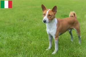 Read more about the article Basenji tenyésztők és kiskutyák Olaszországban