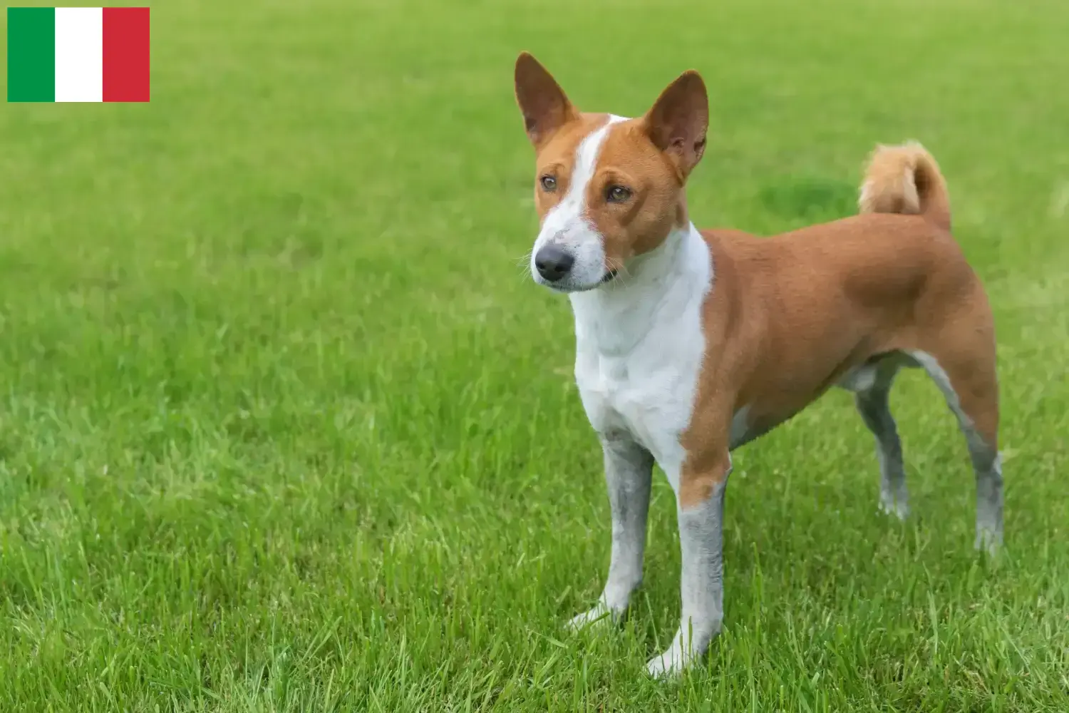 Basenji kiskutyák és tenyésztők Olaszország Itt talál basenji tenyésztőket Olaszországban.