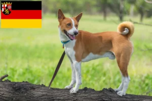 Read more about the article Basenji tenyésztők és kiskutyák Rajna-vidék-Pfalzban