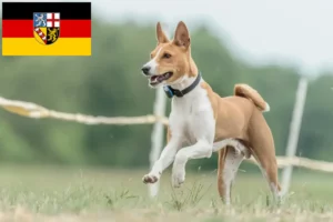 Read more about the article Basenji tenyésztők és kiskutyák Saar-vidéken