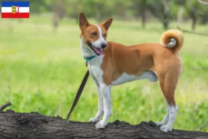 Read more about the article Basenji tenyésztők és kölyökkutyák Schleswig-Holstein tartományban