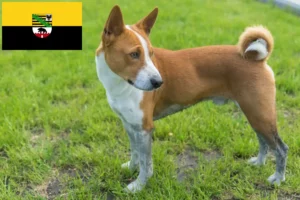 Read more about the article Basenji tenyésztők és kiskutyák Szász-Anhalt tartományban