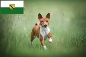Read more about the article Basenji tenyésztők és kiskutyák Szászországban