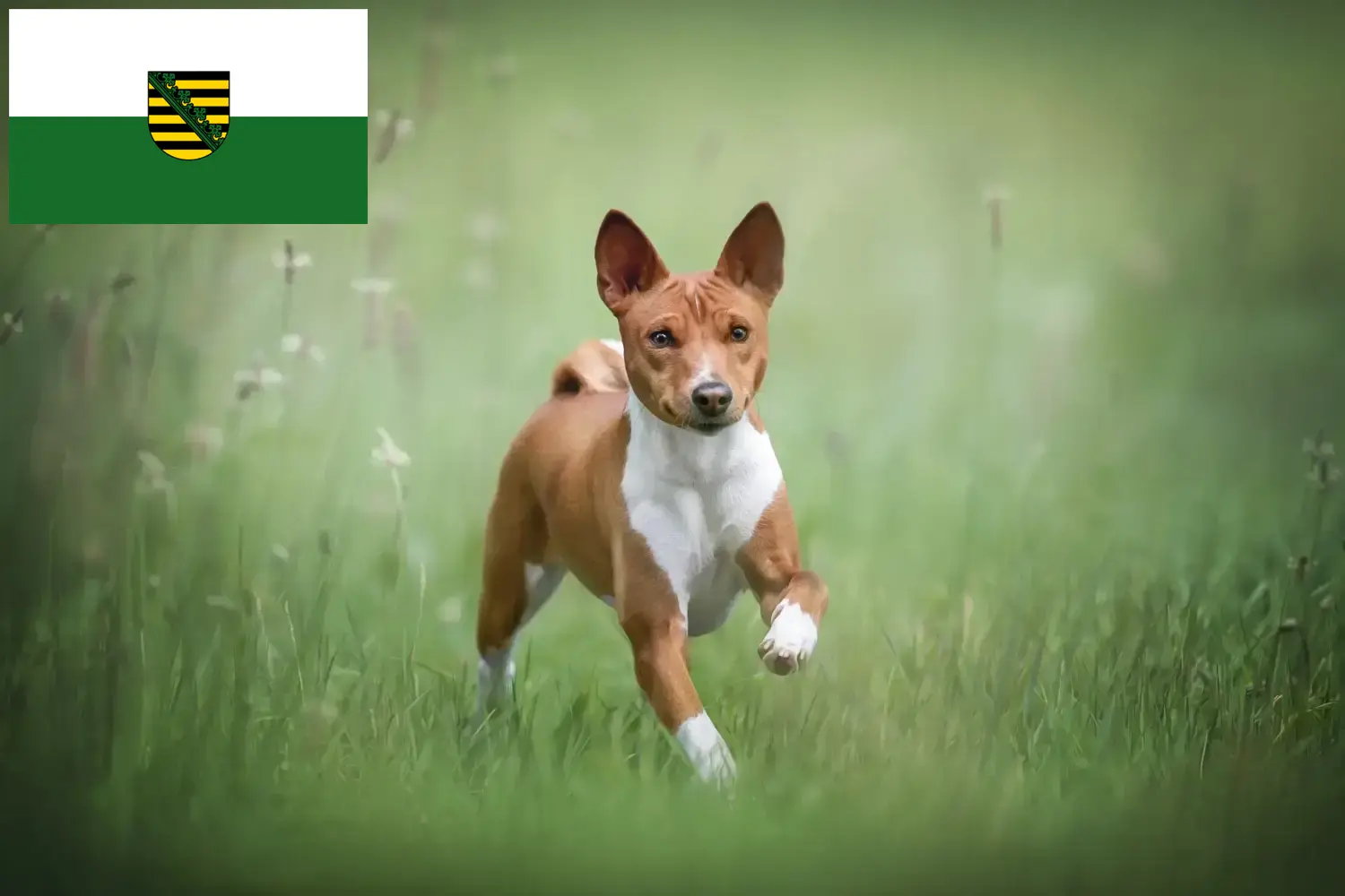 Read more about the article Basenji tenyésztők és kiskutyák Szászországban