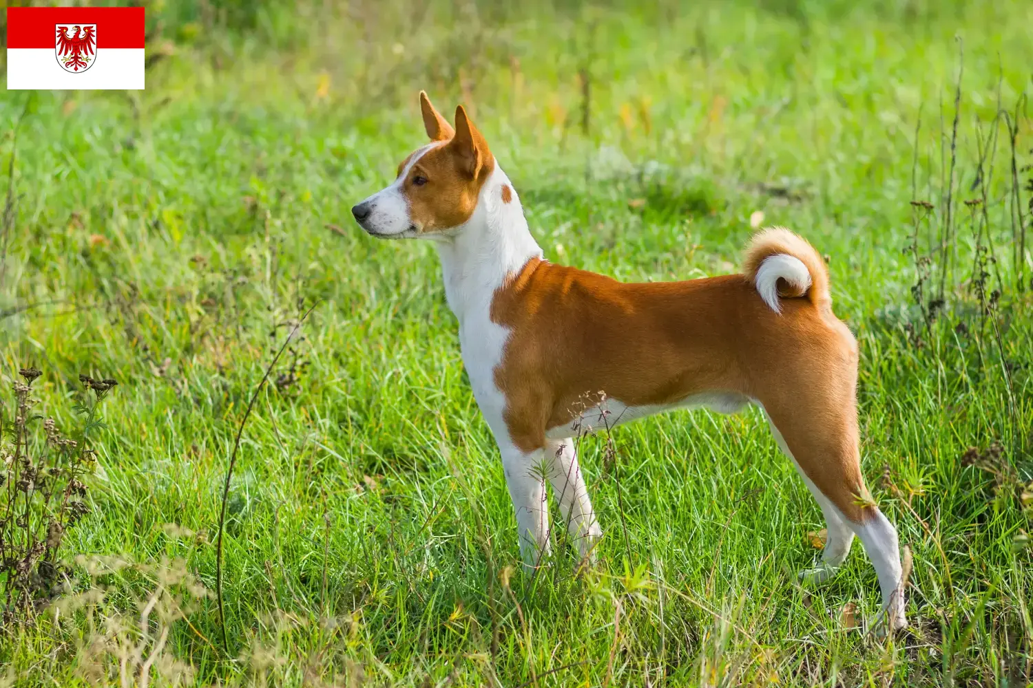 Read more about the article Basenji tenyésztők és kölykök Brandenburgban