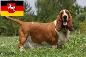Read more about the article Basset Hound tenyésztők és kölykök Alsó-Szászországban