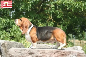 Read more about the article Basset Hound tenyésztők és kölykök Brémában
