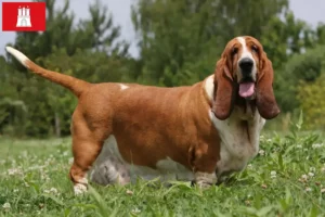 Read more about the article Basset Hound tenyésztők és kölykök Hamburgban