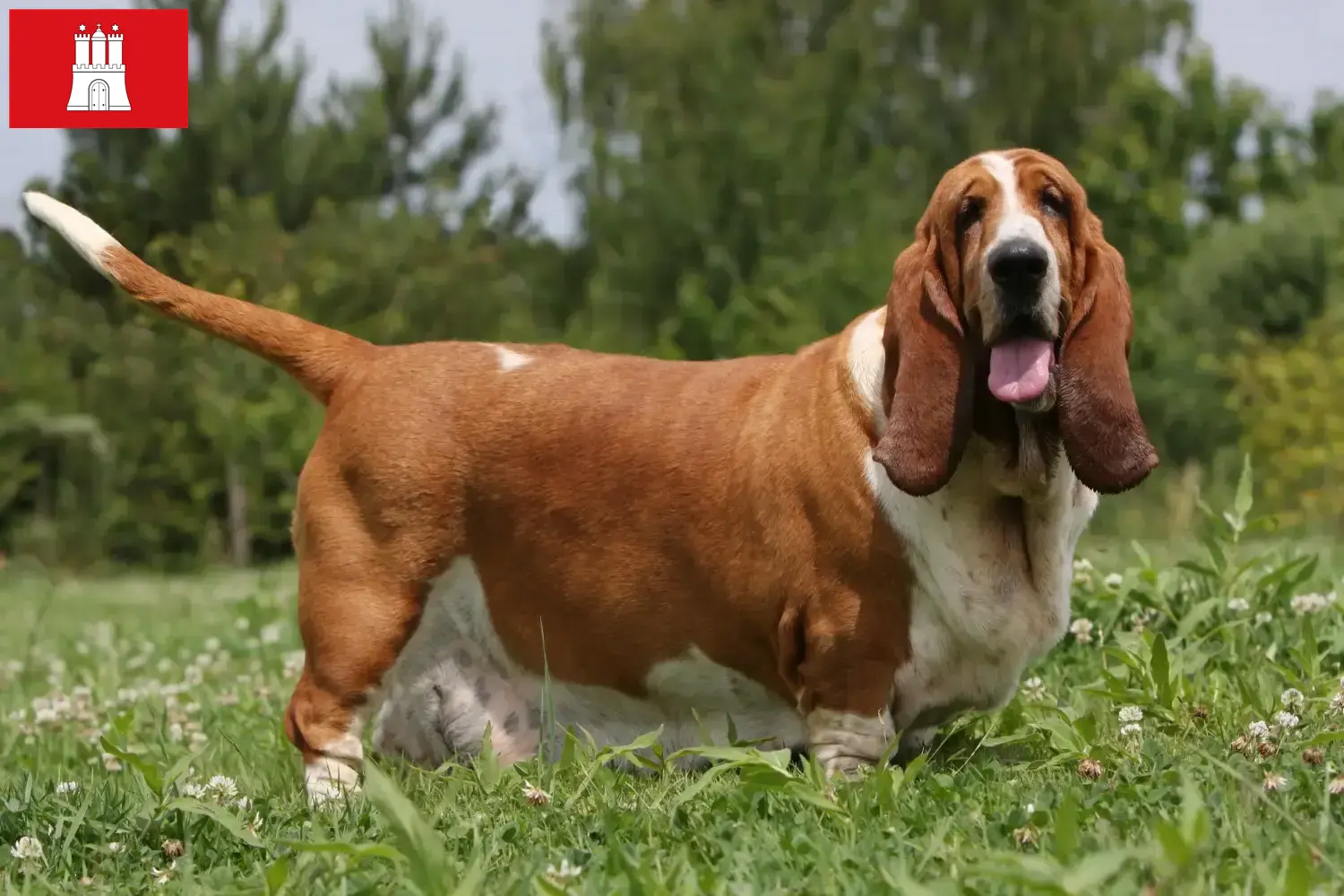 Read more about the article Basset Hound tenyésztők és kölykök Hamburgban