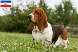 Read more about the article Basset Hound tenyésztők és kölykök Schleswig-Holsteinban