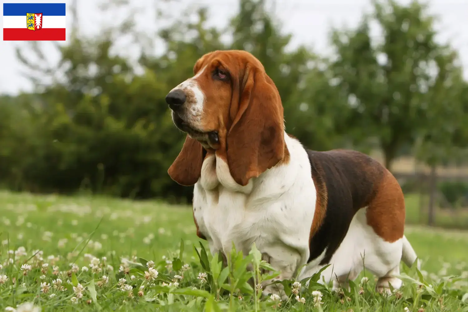 Basset Hound kölyökkutyák és tenyésztők Schleswig-Holstein Itt találhat Basset Hounds tenyésztőket Schleswig-Holstein területén.