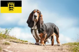 Read more about the article Basset Hound tenyésztők és kölykök Baden-Württembergben