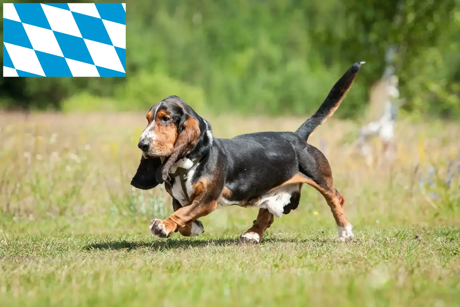 Read more about the article Basset Hound tenyésztők és kölykök Bajorországban