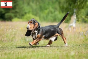 Read more about the article Basset Hound tenyésztők és kölykök Berlinben