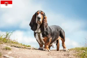 Read more about the article Basset Hound tenyésztők és kölykök Brandenburgban