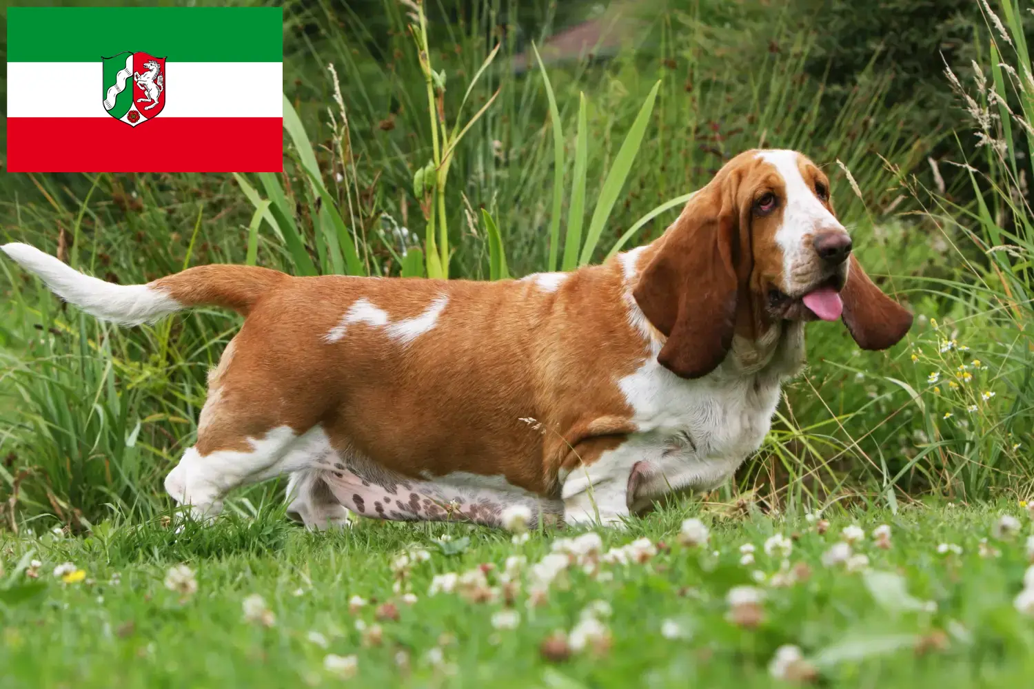 Basset Hound kiskutyák és tenyésztők Észak-Rajna-Vesztfália Itt Basset Hounds tenyésztőket talál Észak-Rajna-Vesztfália területén.