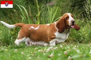 Read more about the article Basset Hound tenyésztők és kölykök Hessenben