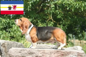 Read more about the article Basset Hound tenyésztők és kölykök Mecklenburg-Vorpommernben