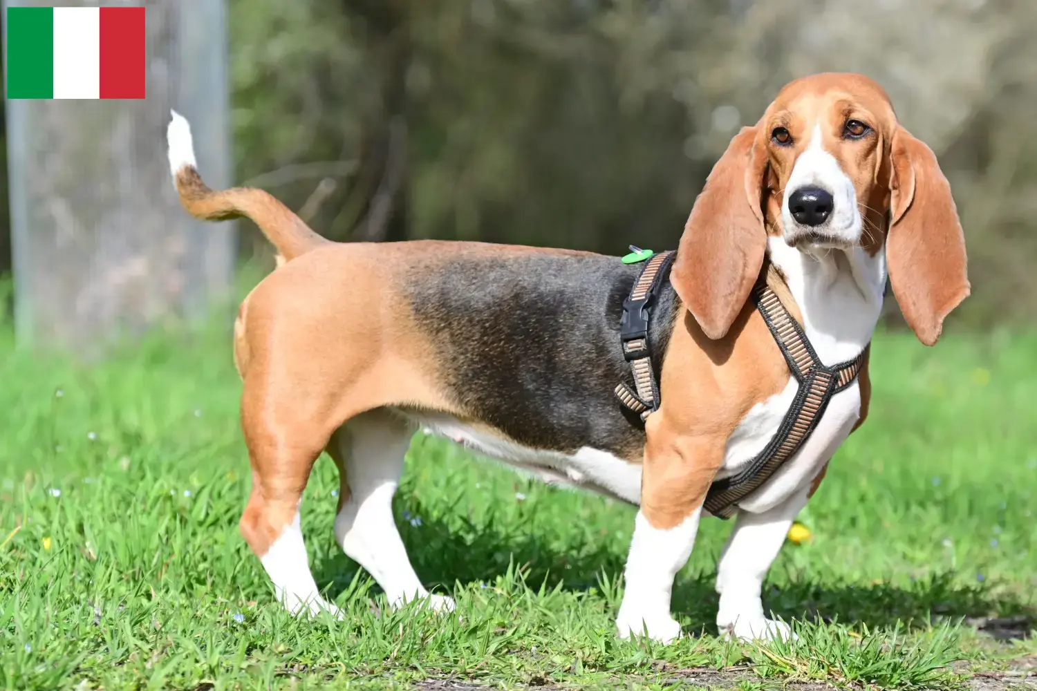 Basset Hound kiskutyák és tenyésztők Olaszországban Itt találhat Basset Hounds tenyésztőket Olaszországban.