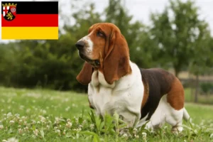 Read more about the article Basset Hound tenyésztők és kölykök Rajna-vidék-Pfalzban