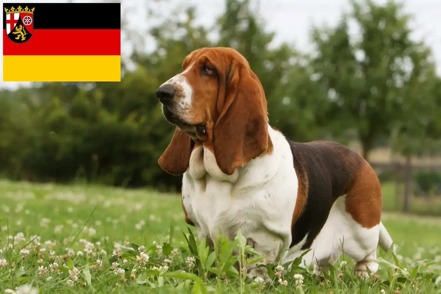 Read more about the article Basset Hound tenyésztők és kölykök Rajna-vidék-Pfalzban