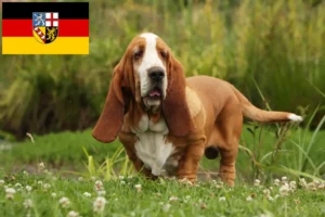 Read more about the article Basset Hound tenyésztők és kölykök Saarlandban