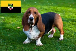 Read more about the article Basset Hound tenyésztők és kölykök Szász-Anhaltban