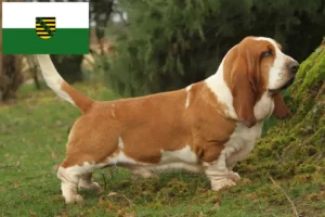 Read more about the article Basset Hound tenyésztők és kölykök Szászországban