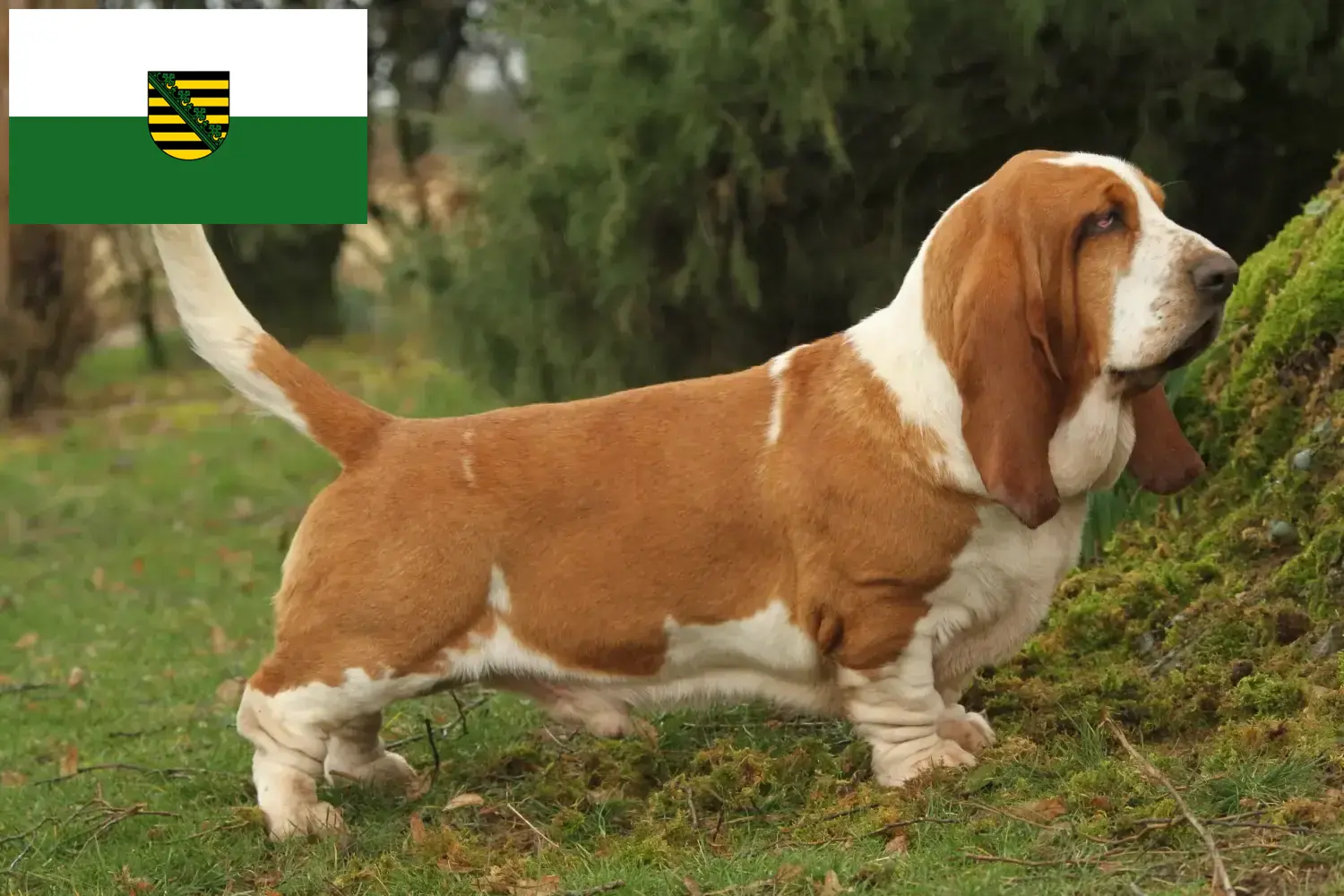 Read more about the article Basset Hound tenyésztők és kölykök Szászországban