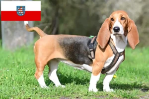 Read more about the article Basset Hound tenyésztők és kölykök Türingiában